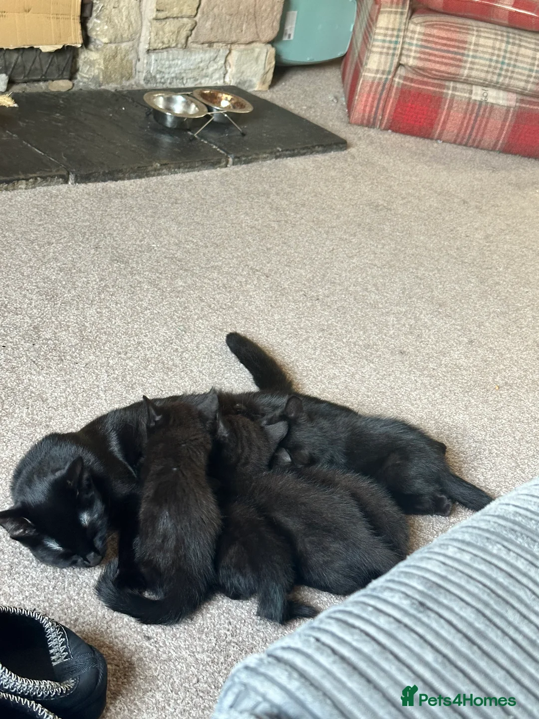 Mixed Breed cats for sale: 5 female kittens for sale - Advert 2