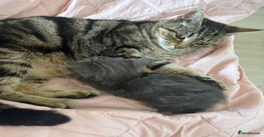 Mixed Breed cats - Advert 3