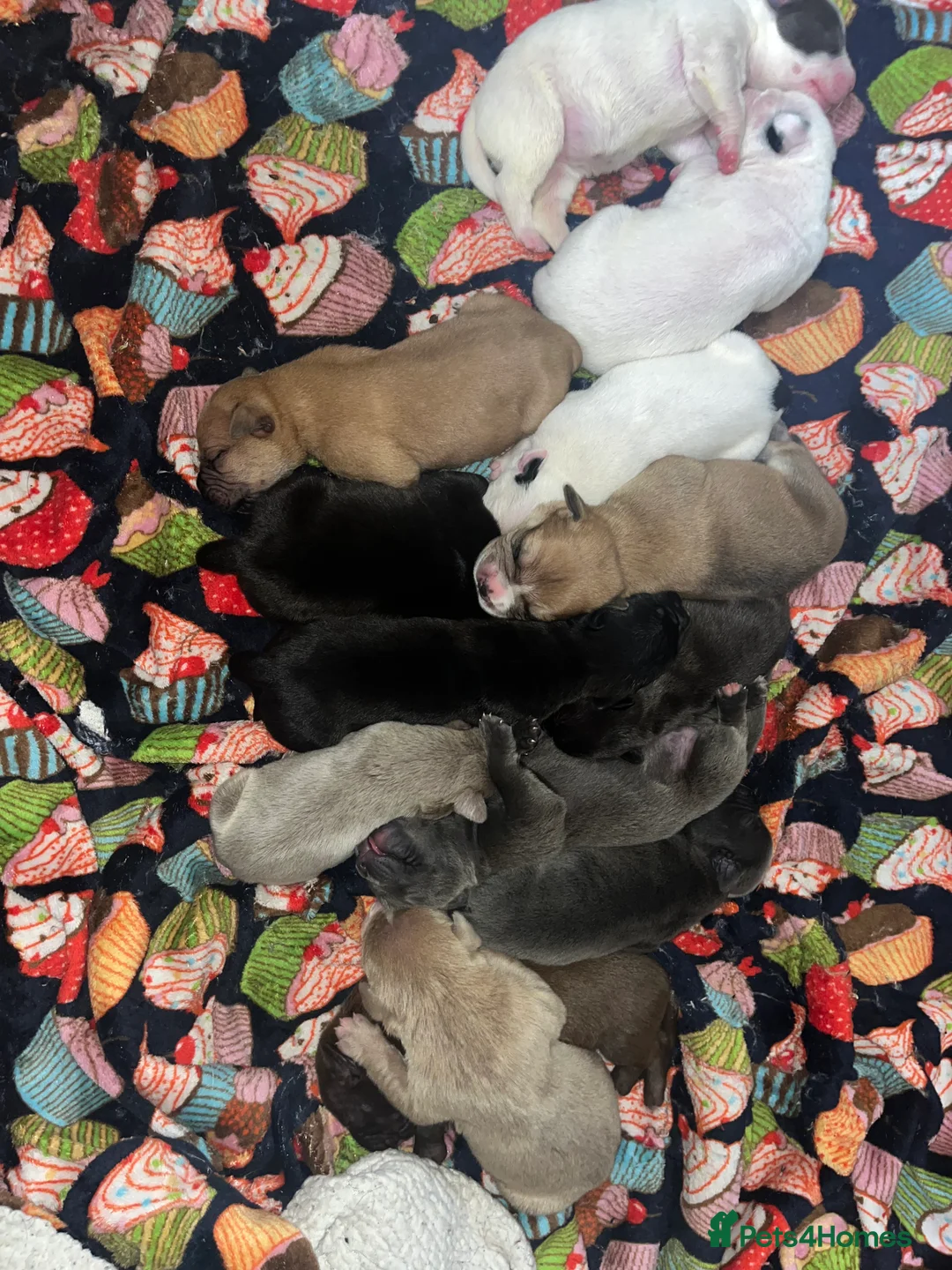 American Bull Staffy dogs for sale: 13 Stunning American bulldog staff mix puppies 😍 - Advert 1