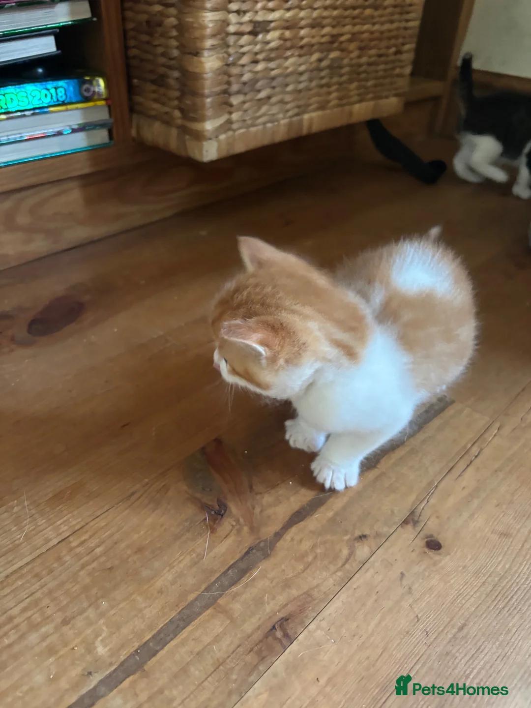 Mixed Breed cats for sale: Tabby and calico mixed breed in Cockermouth - Advert 14