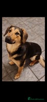 Mixed Breed dogs Available now! Mastiff / German Shephard puppies - Advert 5