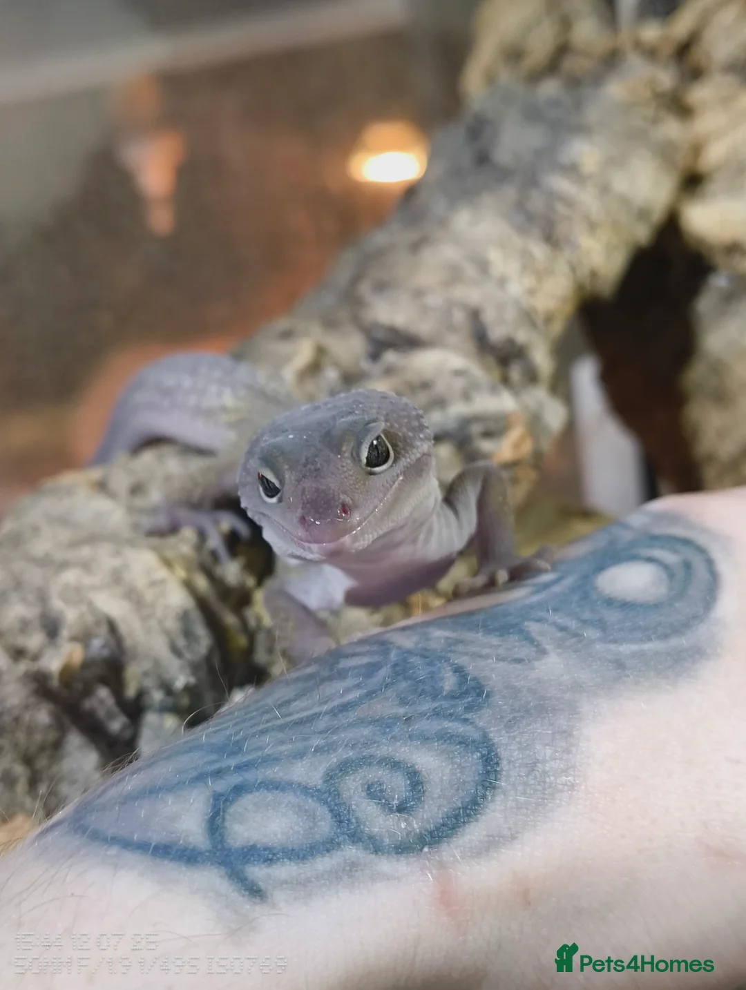 Gecko reptiles for sale: Female juvenile gecko full set up included - Advert 6