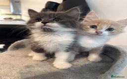 Maine Coon cats for sale: Maine coon mix fluffy grey and creme kittens - Image 1