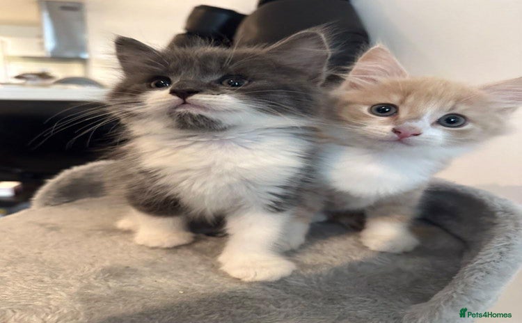 Maine Coon cats - Advert 1