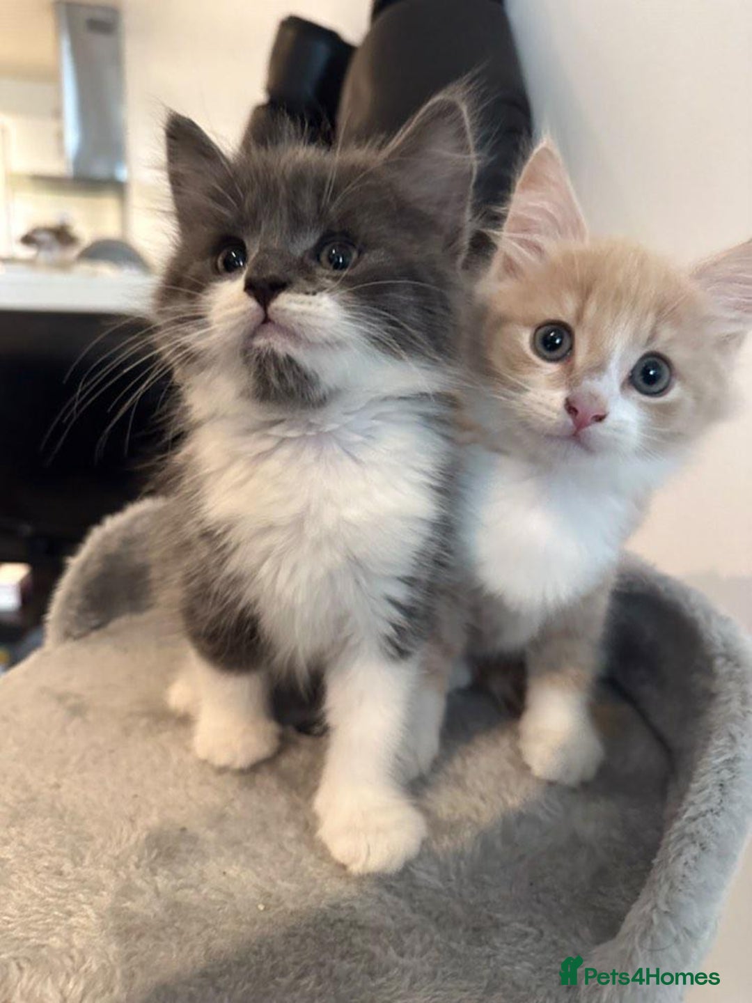 Maine Coon cats for sale: Maine coon mix fluffy grey and creme kittens - Image 1