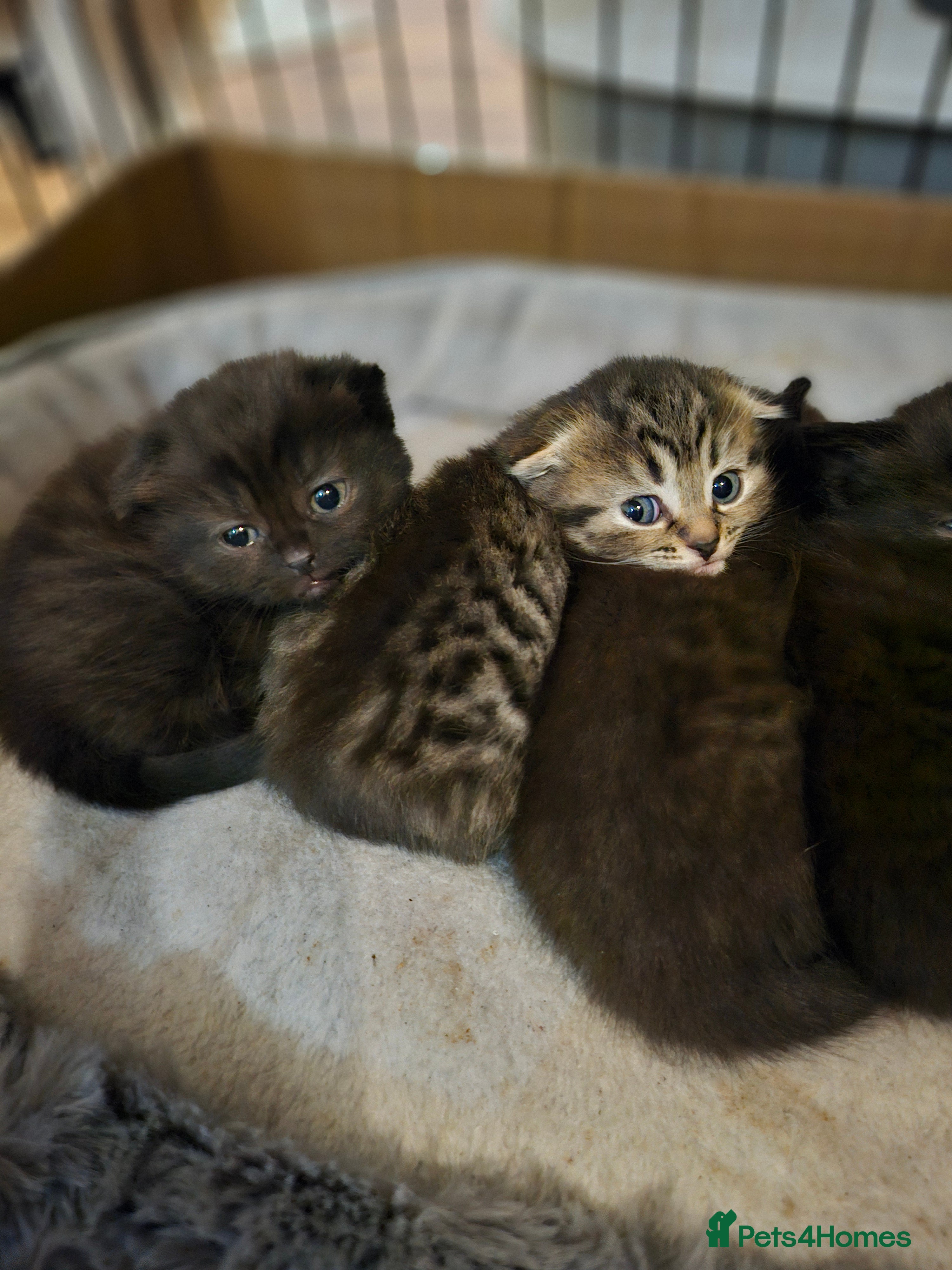 Scottish Fold cats Scottish fold kittens for sale 7 wks old - Advert 6