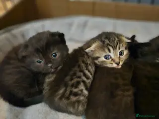 Scottish Fold cats Scottish fold kittens for sale 8 wks old - Advert 2