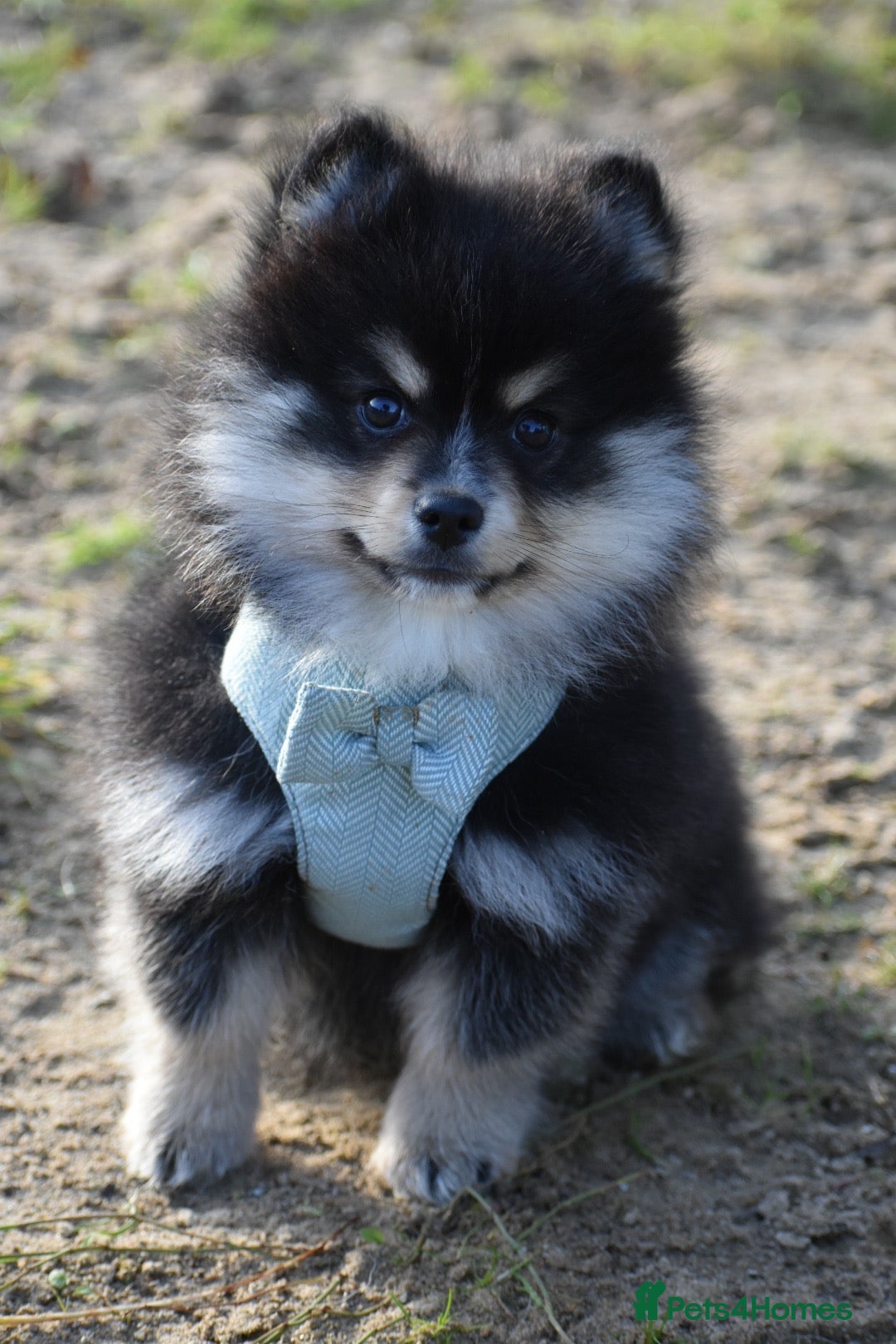 Pomsky dogs for sale: One toy size Male Pomsky Available  - Advert 2