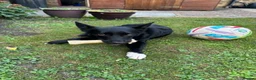 Border Collie dogs for sale: Kola - Border Collie in Stevenage - Advert 1