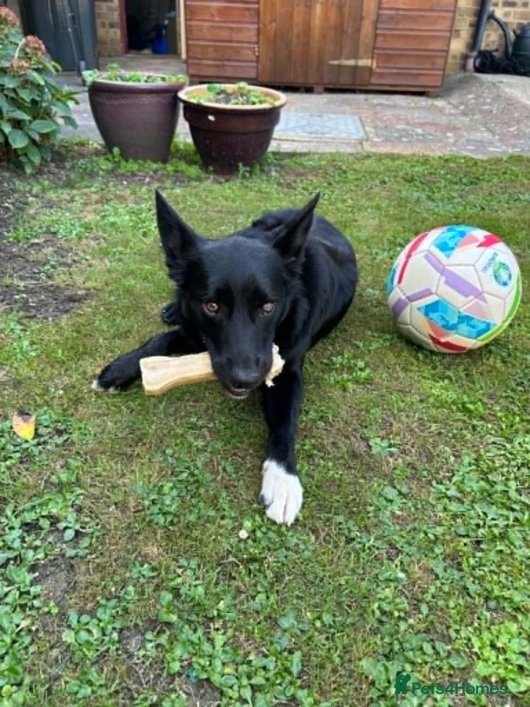 Border Collie dogs for sale: Kola - Border Collie in Stevenage - Advert 1