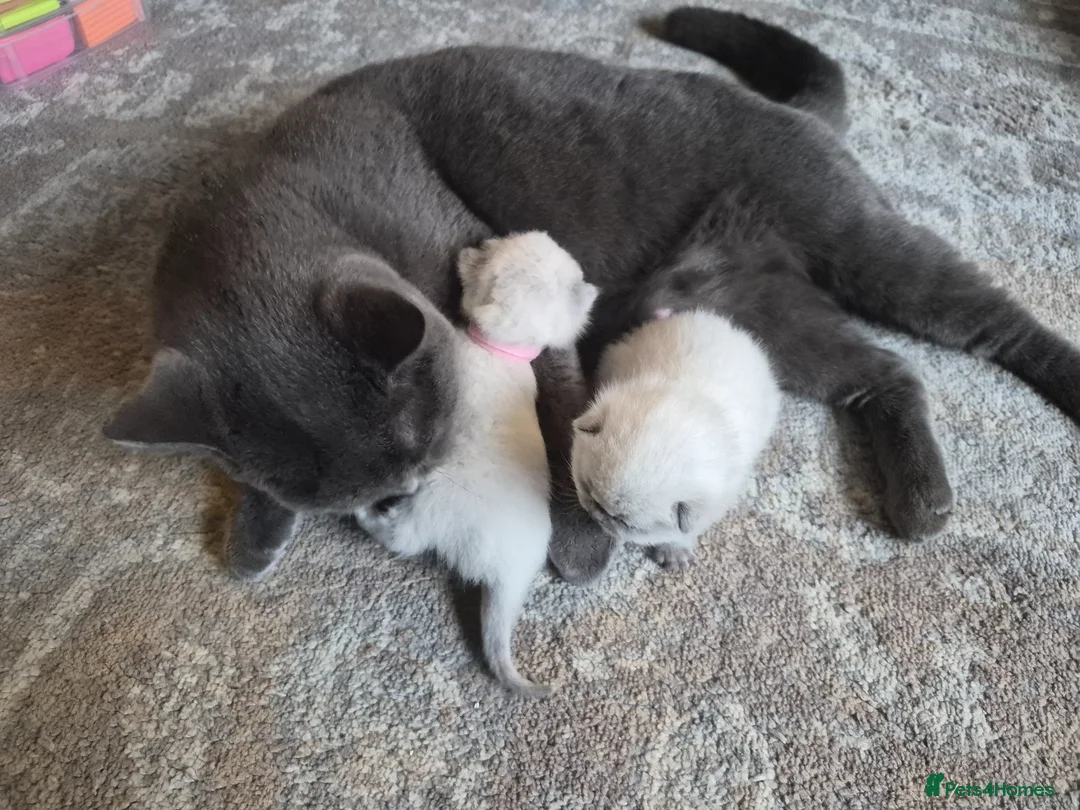 British Shorthair cats for sale: 2x colour point female BSH kittens  - Advert 1