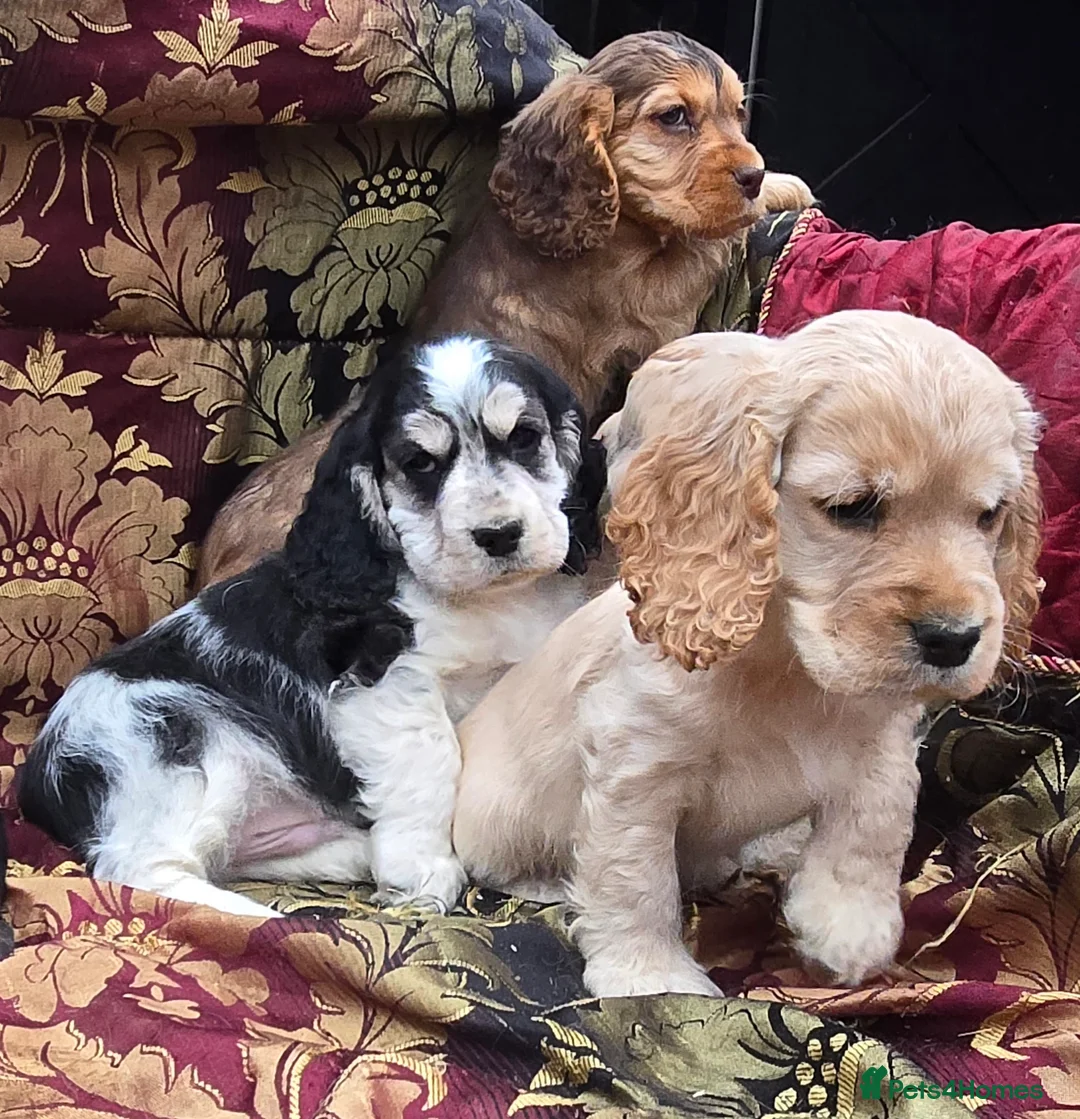 Cocker Spaniel dogs for sale: Stunning litter of cocker spaniel pups ready now. - Advert 14