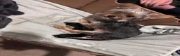 Chorkie dogs for sale: Beautiful chorkies for sale - Advert 9