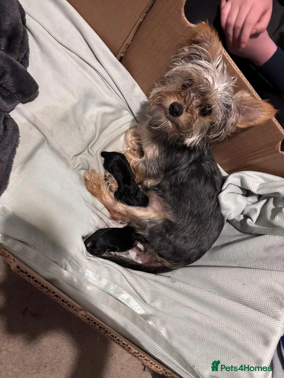 Chorkie dogs for sale: Beautiful chorkies for sale - Advert 9