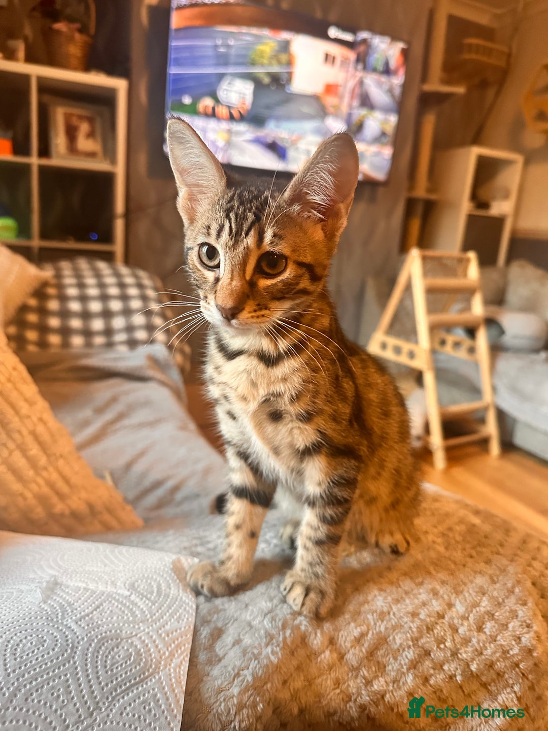 Savannah cats for sale: F4 Savannah kittens  - Advert 5