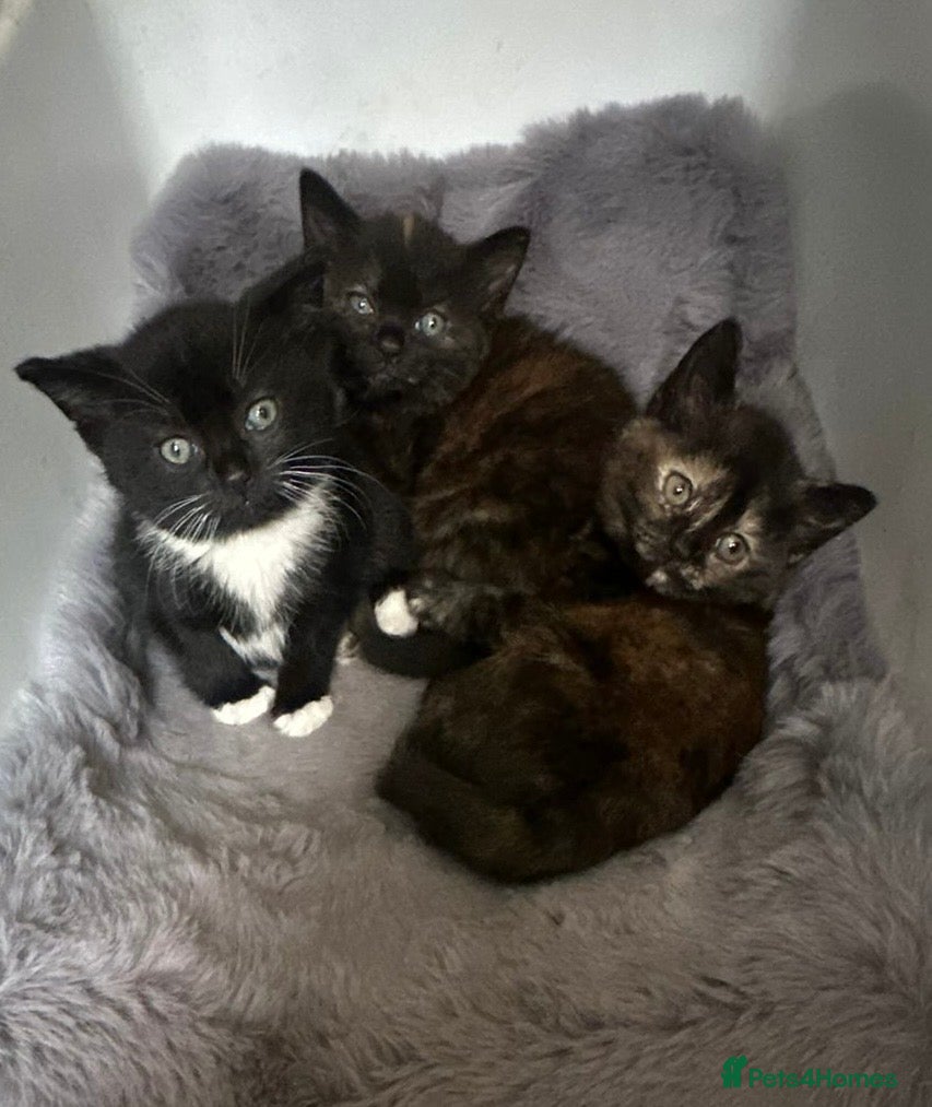 Persian cats Beautiful Persian kittens - Advert 3