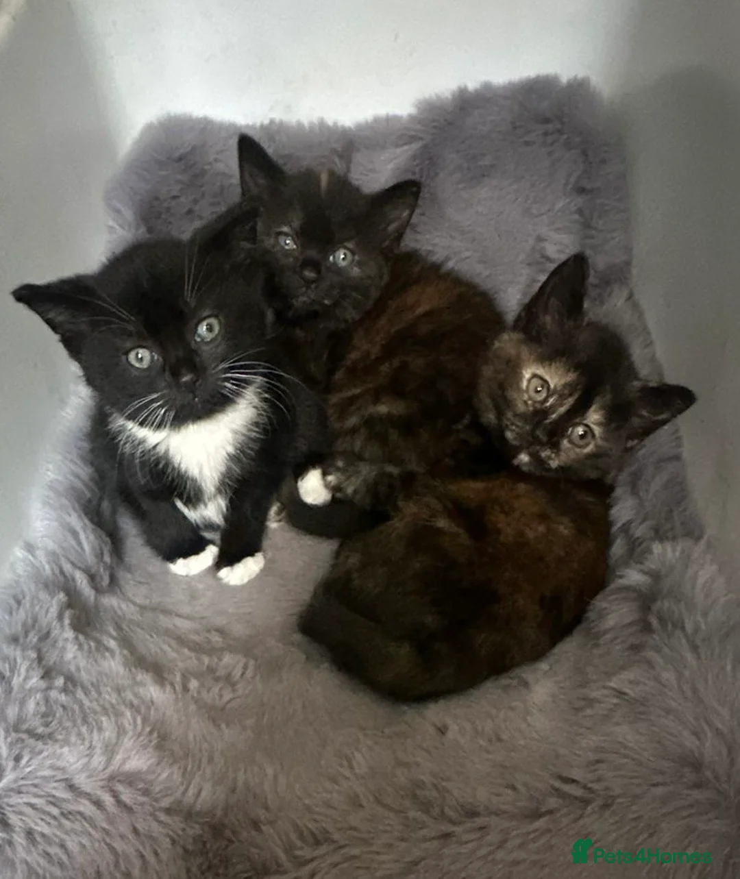 Persian cats for sale: Beautiful Persian kittens - Advert 1