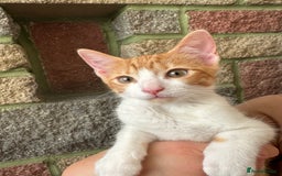 European cats for sale: Ginger cat male  - Image 1