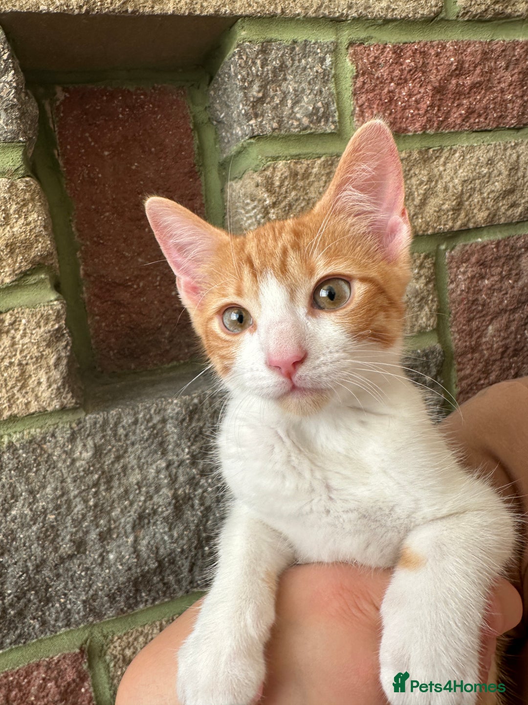 European cats for sale: Ginger cat male  - Image 1
