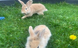 Mixed Breed rabbits for sale: Baby rabbits mixed - Advert 5