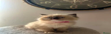 Ragdoll Kitten 3