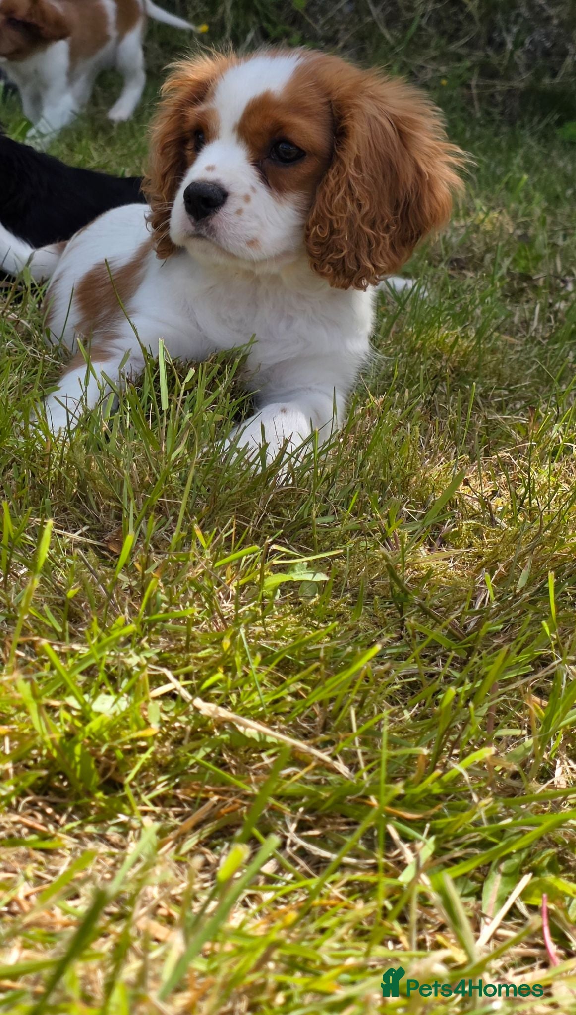 Cavalier King Charles Spaniel dogs Friendly and playful Cavalier Puppies - Advert 2