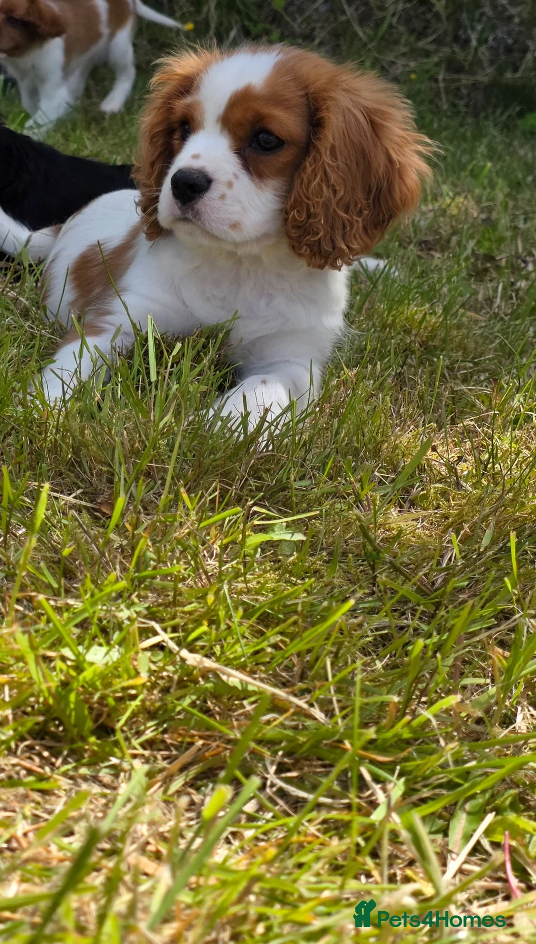 Cavalier King Charles Spaniel dogs for sale: Friendly and playful Cavalier Puppies - Advert 2