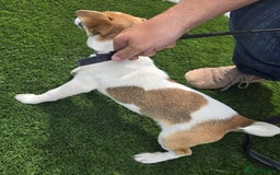 Jack Russell dogs for sale: Georgous 5 month old male jack russel - Image 6