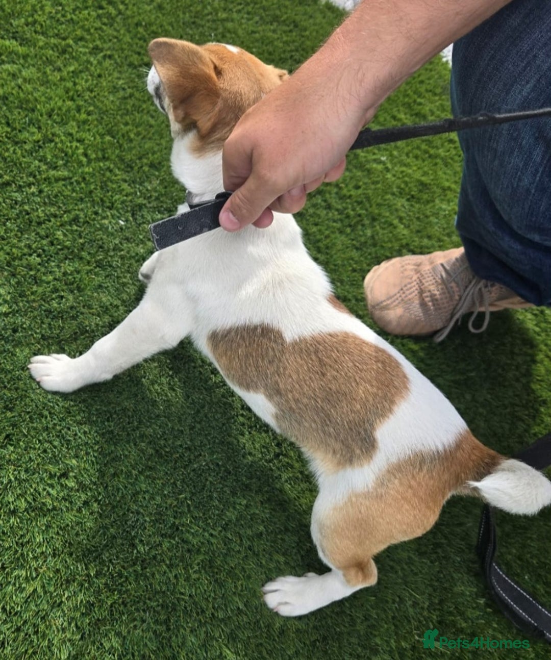 Jack Russell dogs for sale: Georgous 5 month old male jack russel - Image 6