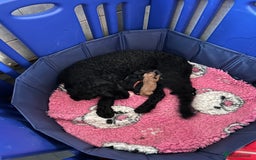 Labradoodle dogs for sale: F1bb miniature Labradoodle puppies - Image 4