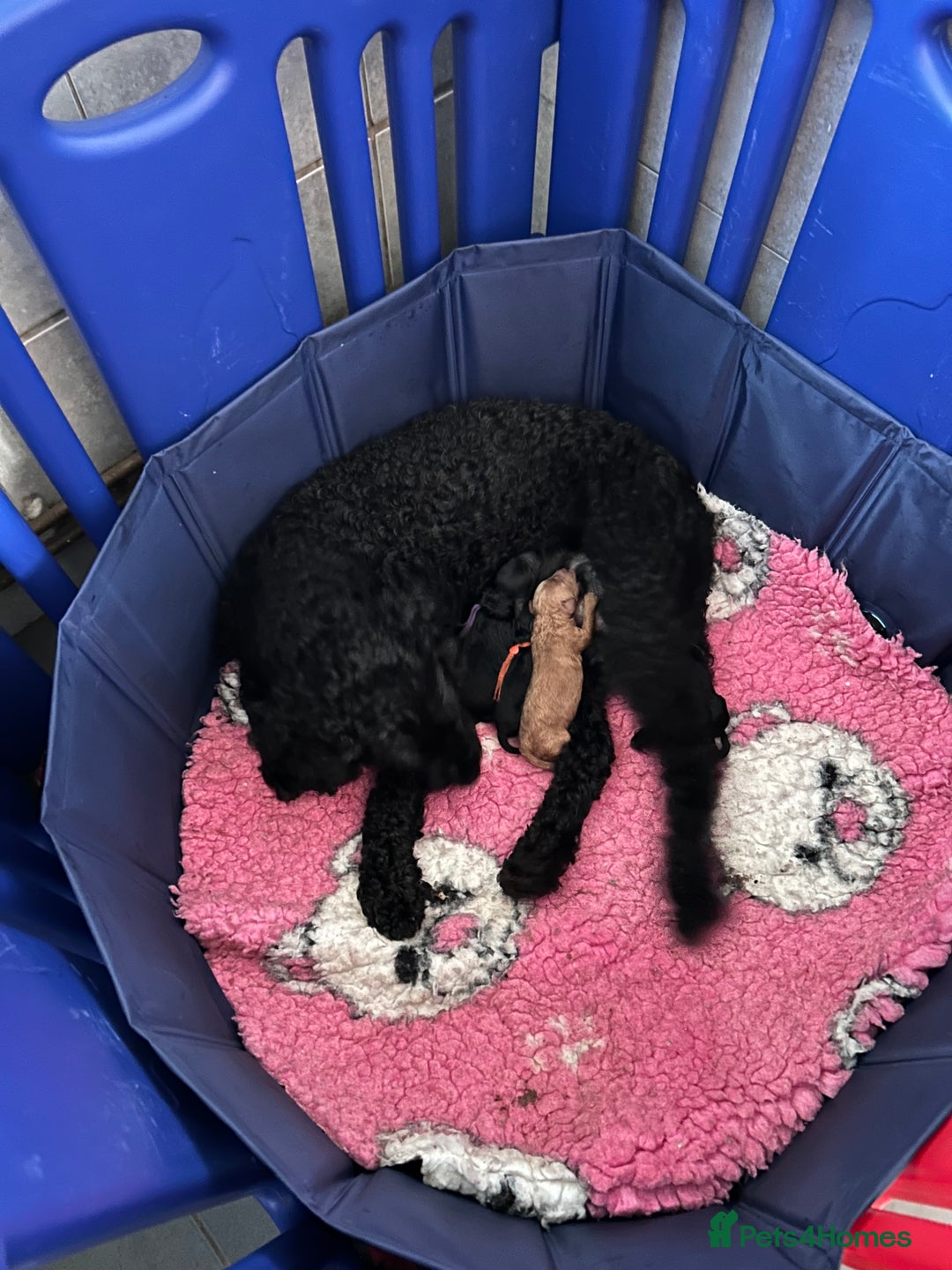 Labradoodle dogs for sale: F1bb miniature Labradoodle puppies - Image 4
