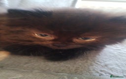 Mixed Breed cats for sale: Fluffy black kittens  - Image 3