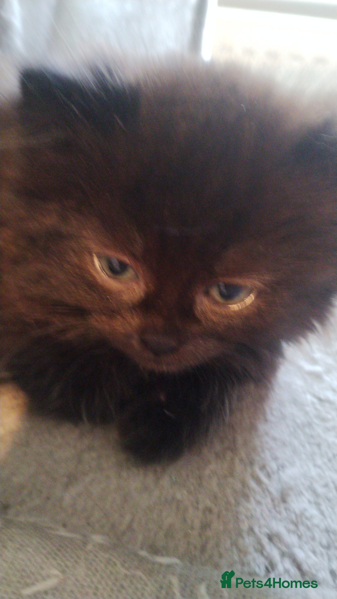 Mixed Breed cats for sale: Fluffy black kittens  - Image 3