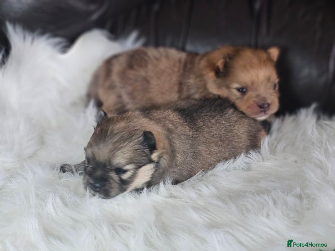 Pomeranian dogs for sale: 4 beautifull pomeranian puppies  - Advert 13