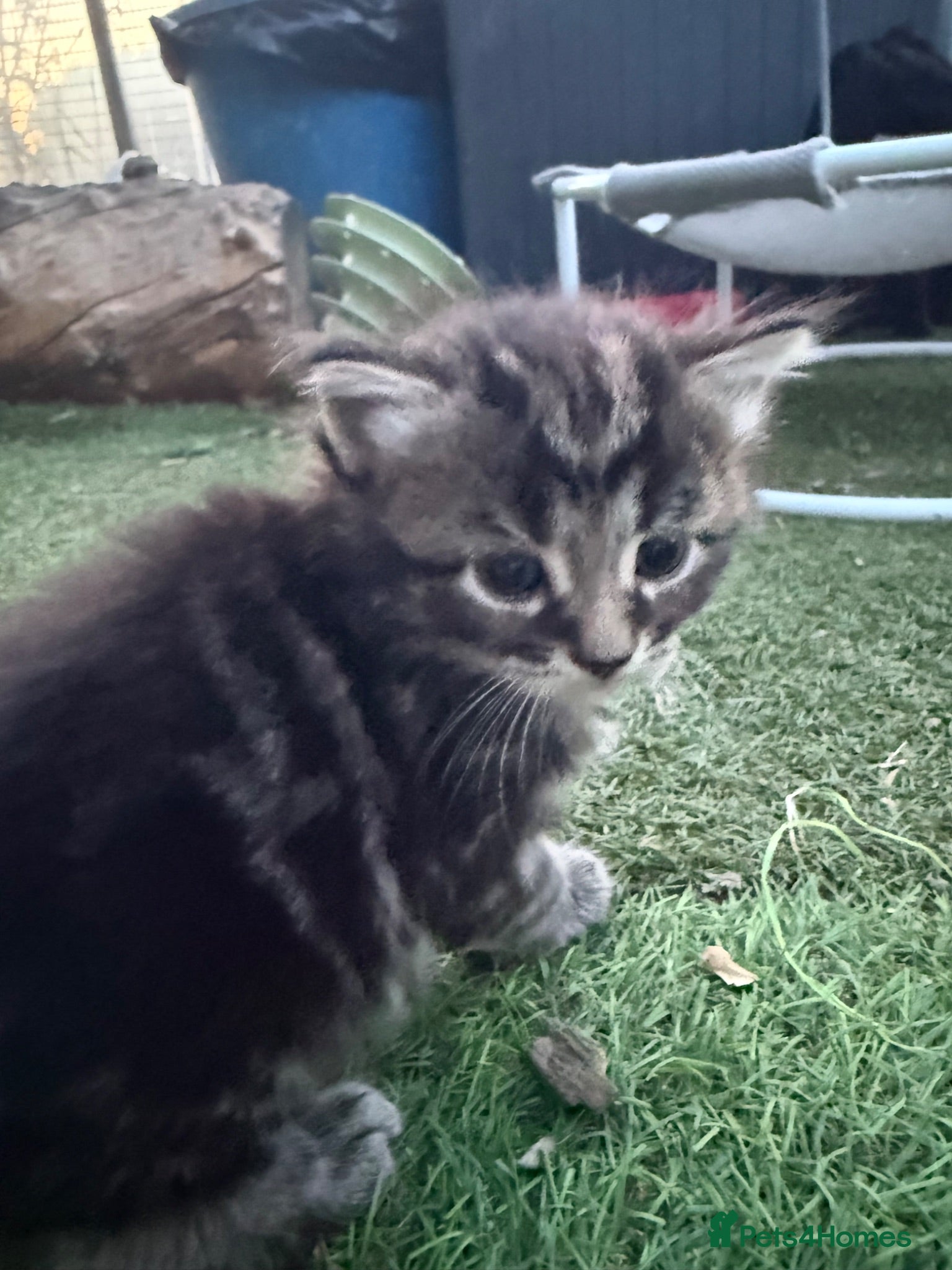 Mixed Breed cats Longhaired Black & Dark Tabby Chunky Kittens - Advert 1