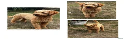 Jackapoo dogs for sale: Adorable jackapoo puppies - Advert 3