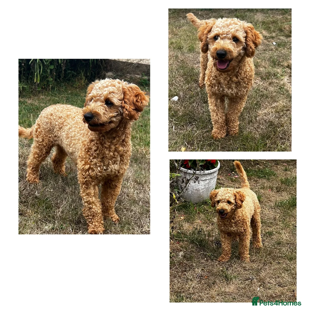 Jackapoo dogs for sale: Adorable jackapoo puppies - Advert 3