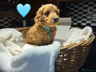 Mini Goldendoodle dogs Outstanding Rich Red Goldendoodles - Advert 5