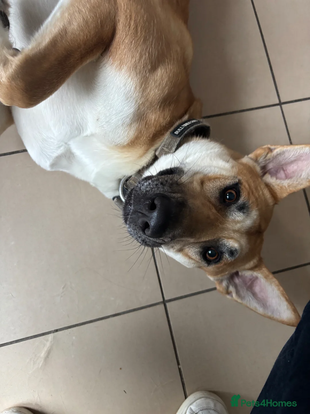 German Shepherd dogs for sale: Beautiful German Shepherd  - Advert 2