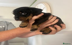Mixed Breed dogs for sale: 8 beautiful dashaund X Jack Russel puppies  - Image 30