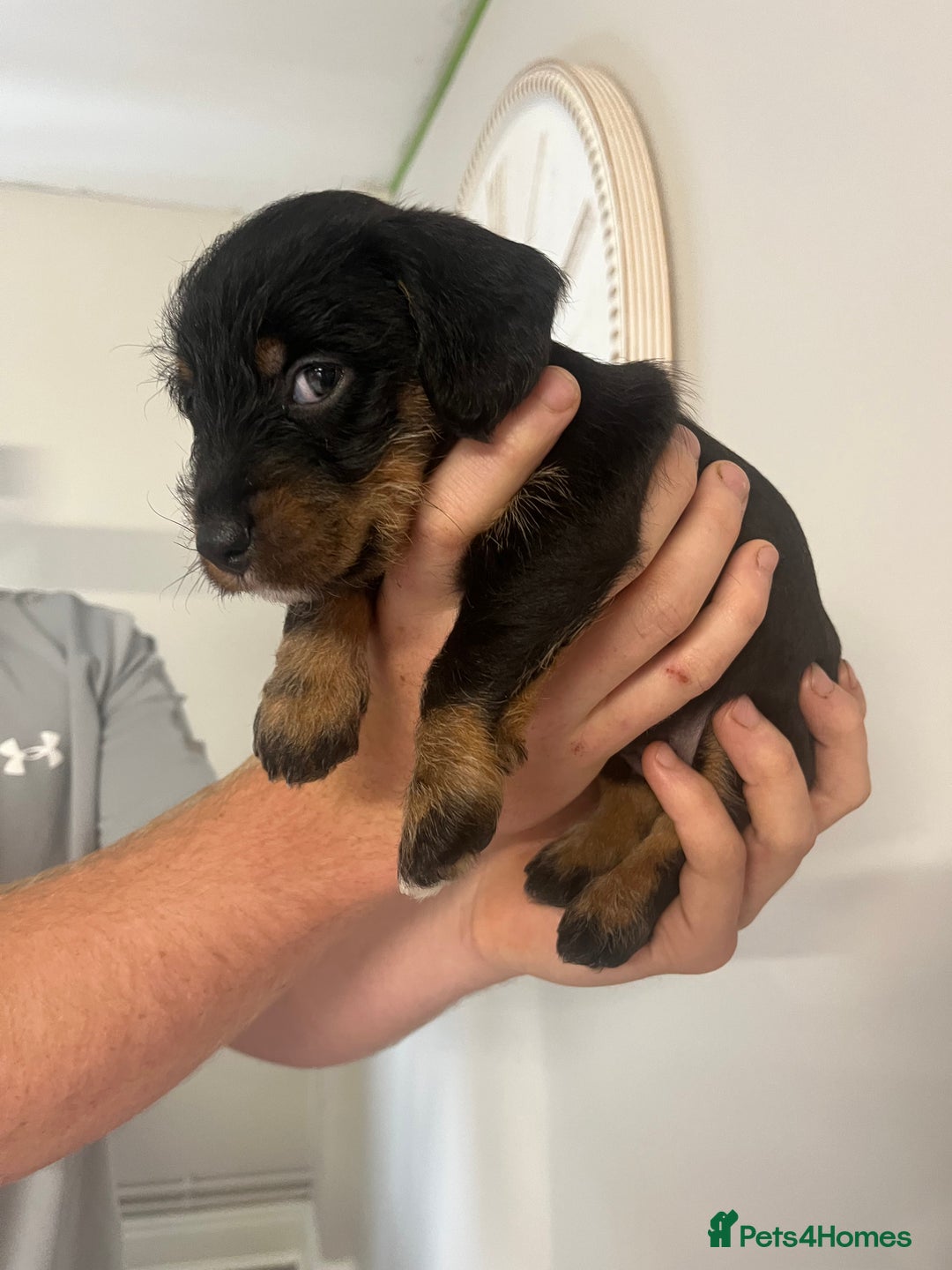 Mixed Breed dogs for sale: 8 beautiful dashaund X Jack Russel puppies  - Image 30