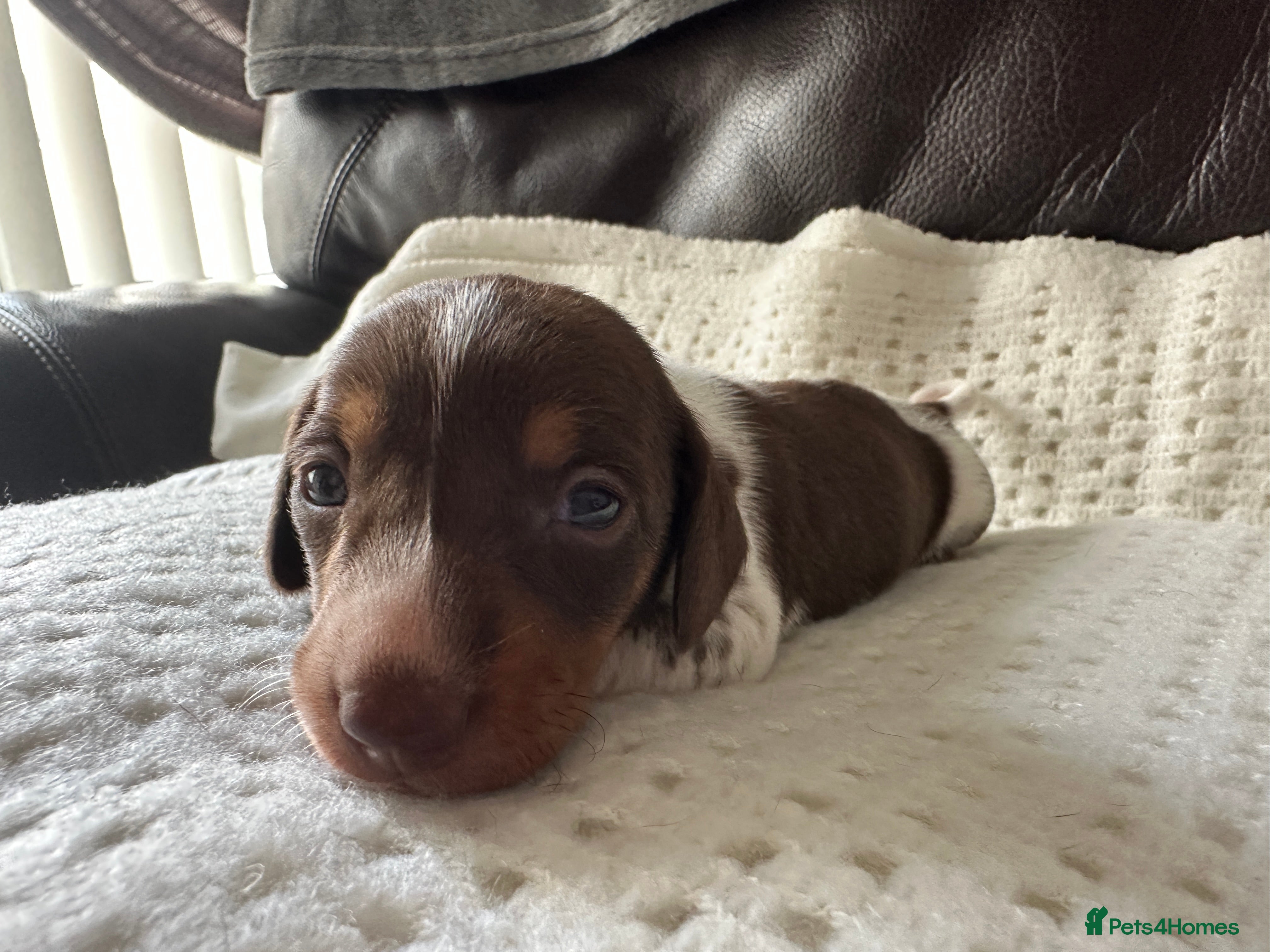 Dachshund dogs 5 Dachshund Puppies  - Advert 2