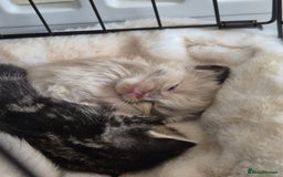 British Shorthair cats for sale: Mittens kittens - Image 7