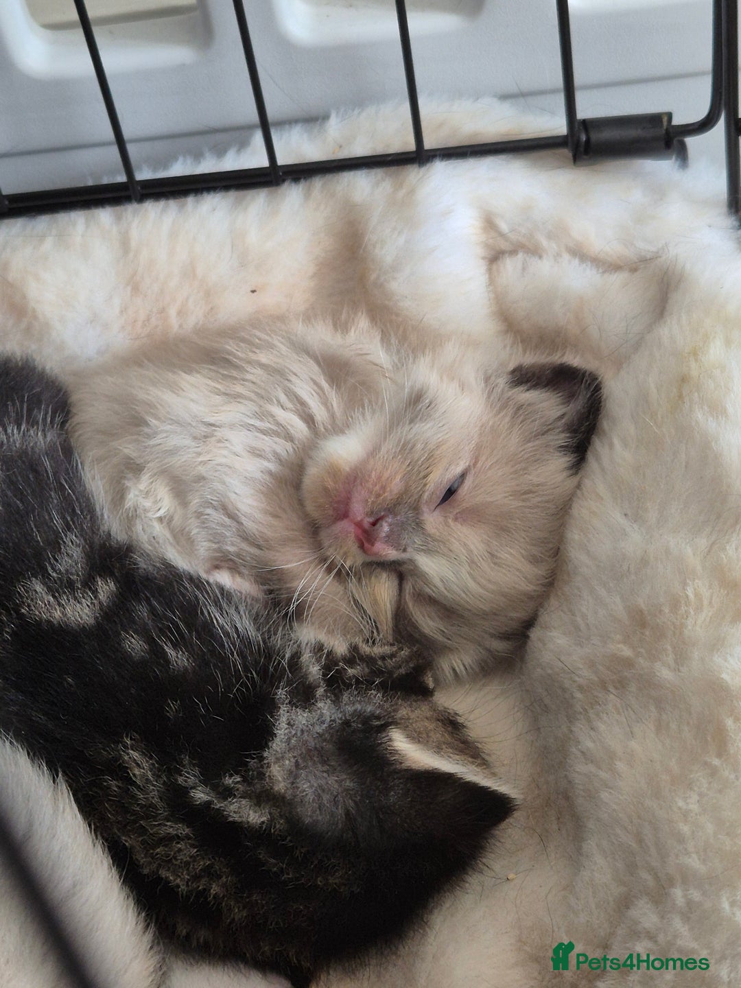 British Shorthair cats for sale: Mittens kittens - Image 7