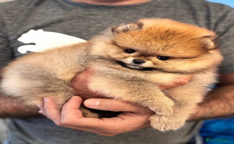 Pomeranian dogs - Advert 7