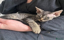 Devon Rex cats for sale: Devon Rex - Image 7