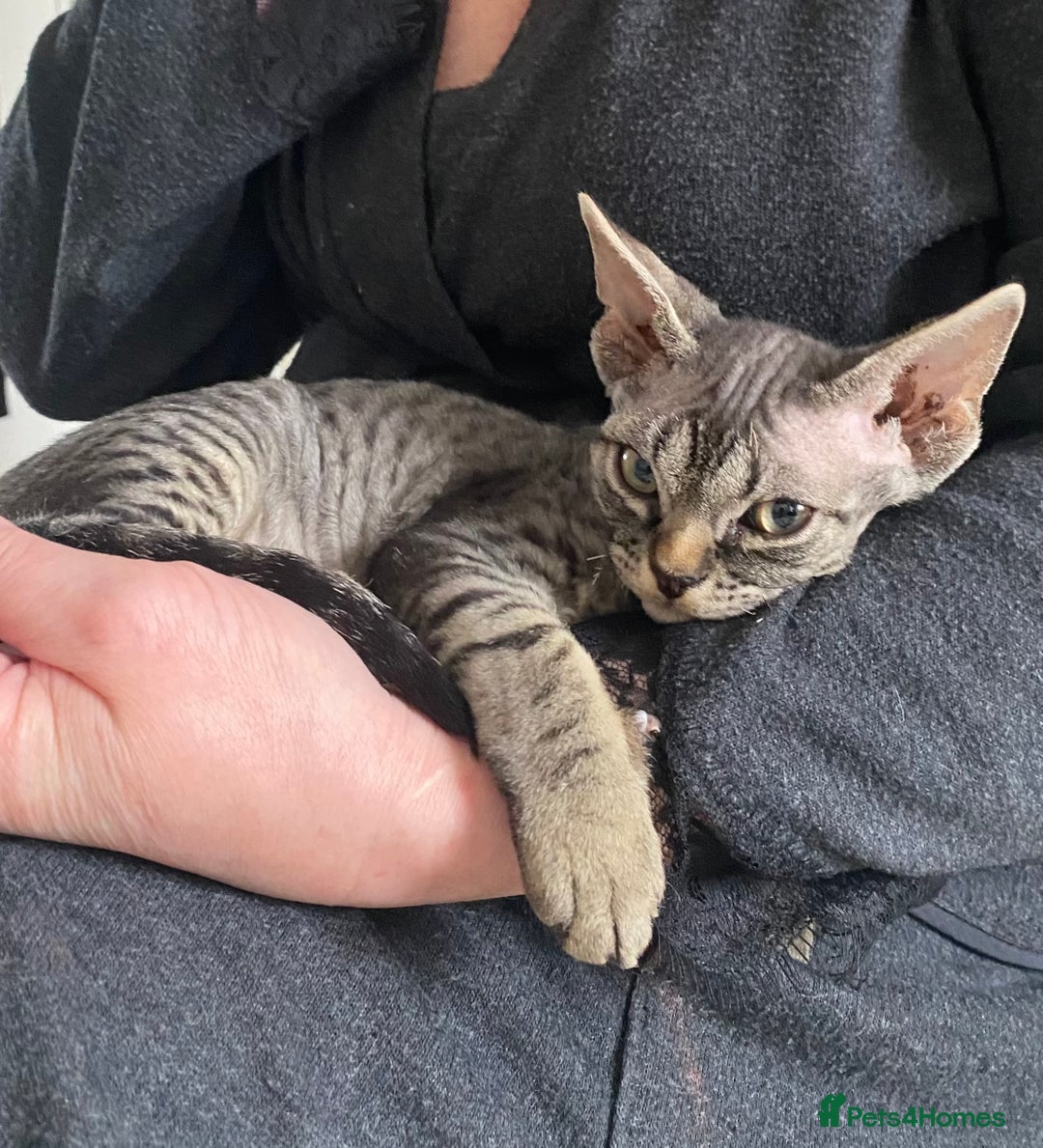 Devon Rex cats for sale: Devon Rex - Image 7