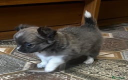 Chihuahua dogs for sale: 3 Long Coat Parti Boys - Image 14