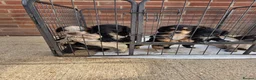 Cocker Spaniel dogs for sale: Cockerspaniel Puppies - Advert 4