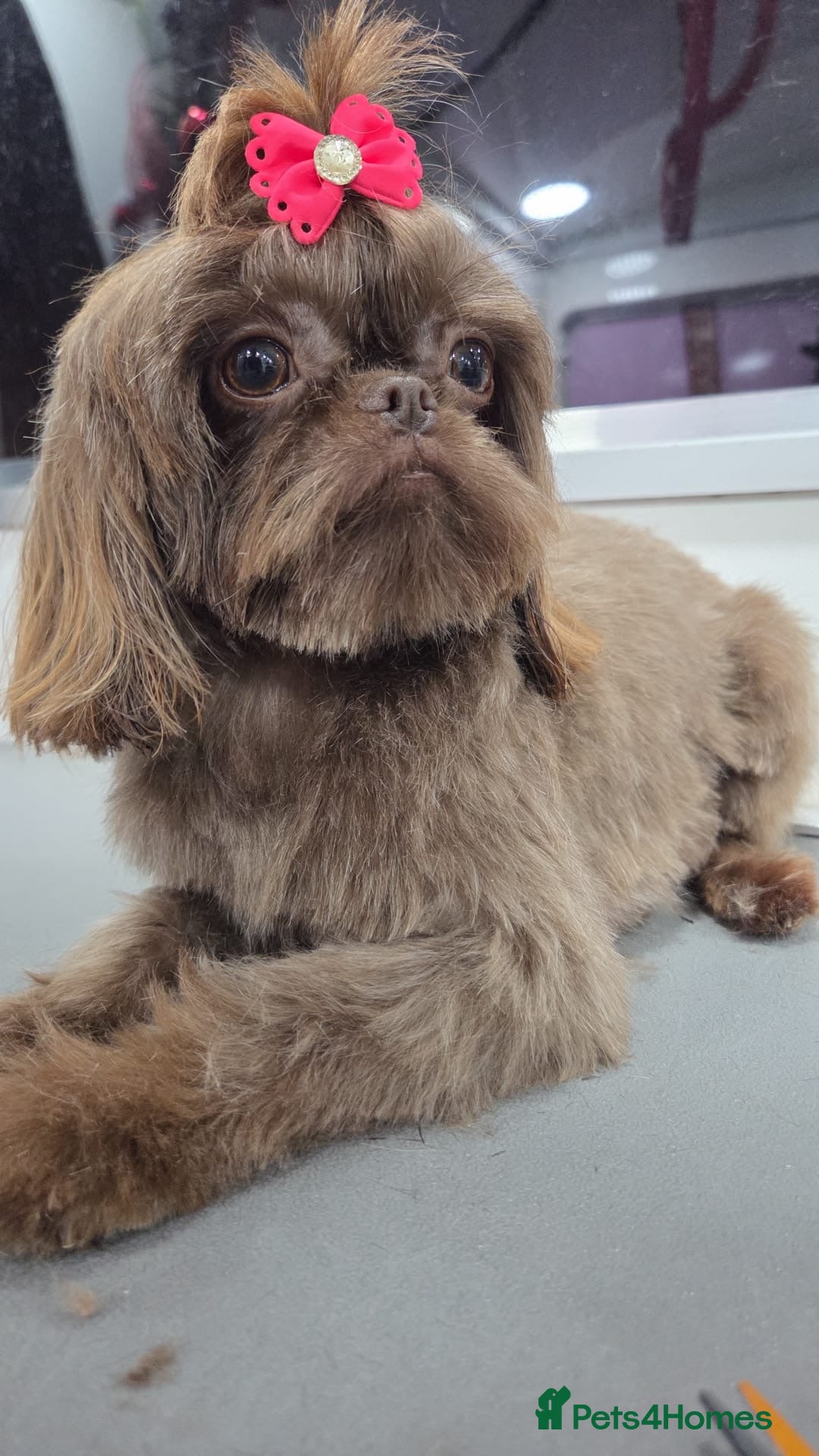 Shih Tzu dogs for sale: IMPERIAL CHOCOLATE SHIHTZU. - Advert 18